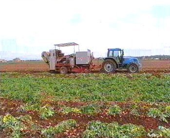patatas 18  LABRANZA